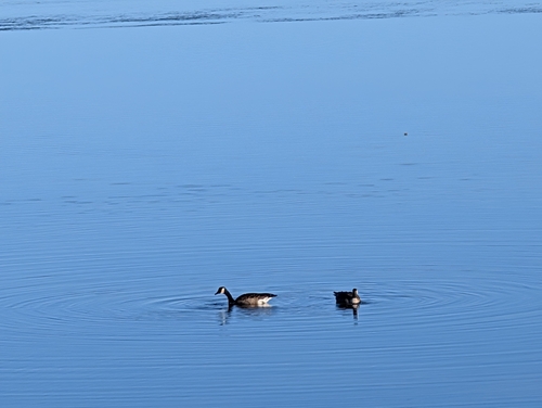 Canada Goose