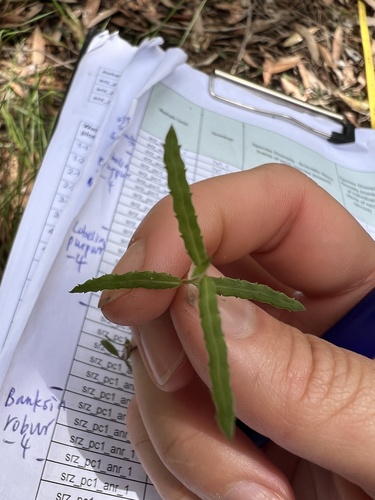 Gonocarpus chinensis observed 2026-09-24
