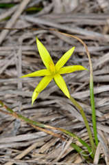 Pauridia glabella glabella