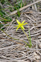 Pauridia glabella glabella