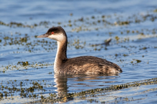 Horned Grebe