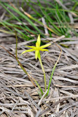 Pauridia glabella glabella