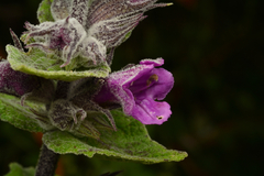 Lepechinia salviae