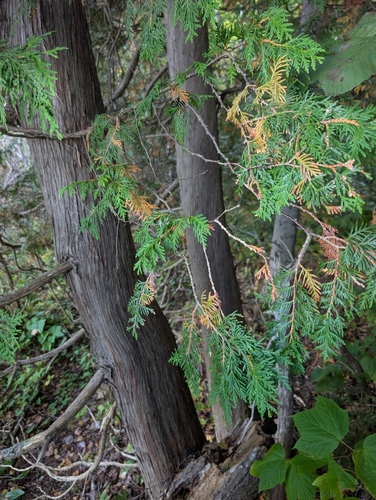 northern whitecedar