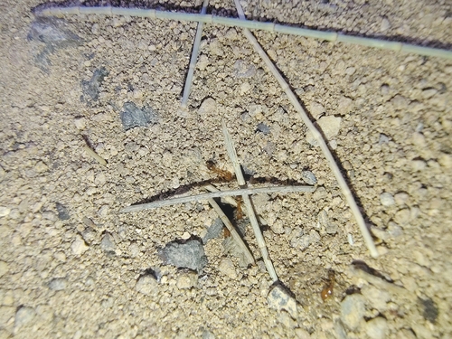 Golden Fire Ant