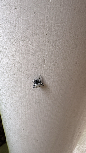 Spinybacked Orbweaver