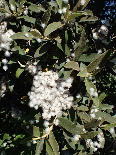 Tarchonanthus littoralis