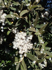 Tarchonanthus littoralis