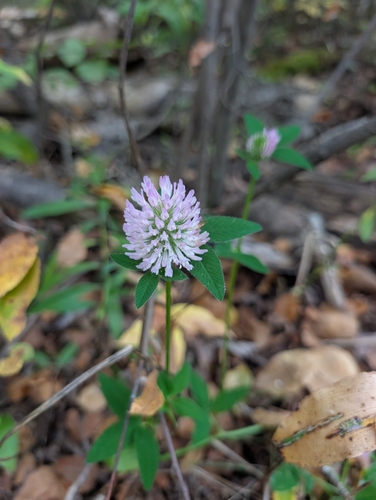 Red Clover