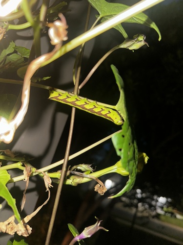 Pink-spotted Hawkmoth