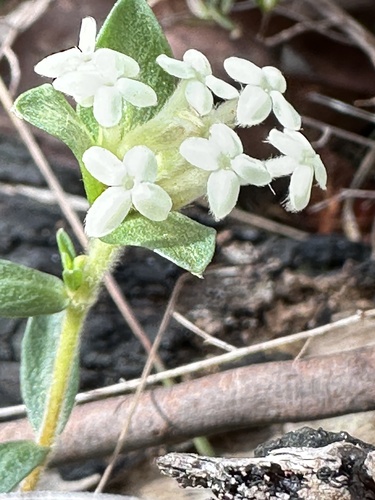 Common Rice-flower