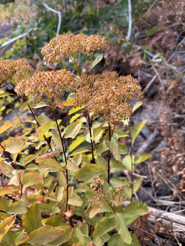 Shinyleaf Meadowsweet