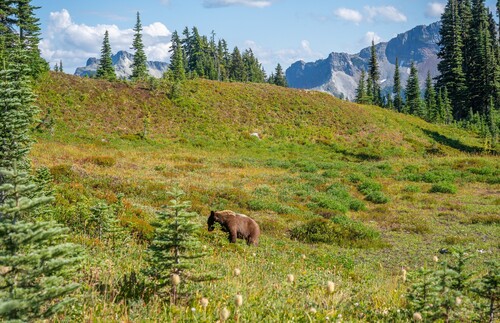 American Black Bear
