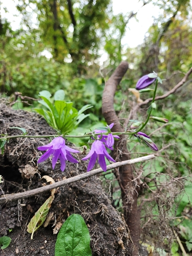 Creeping Bellflower