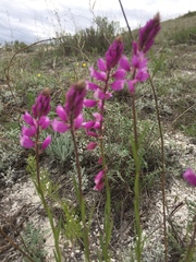 Polygala cretacea