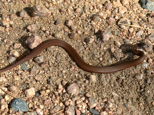 Red-bellied Snake