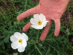 Argemone albiflora texana