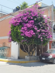Bougainvillea