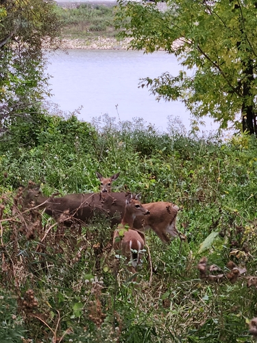 White-tailed Deer