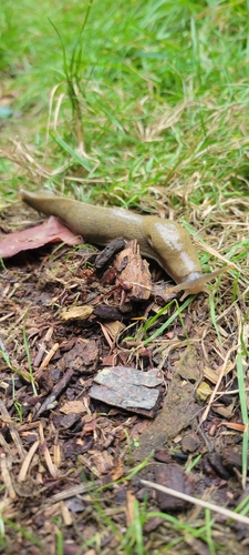 Pacific Banana Slug