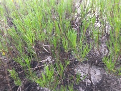 Artemisia salsoloides