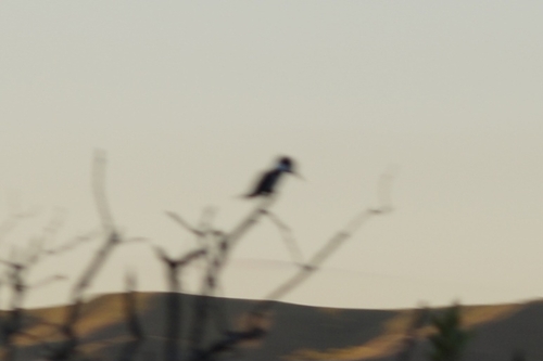 Belted Kingfisher