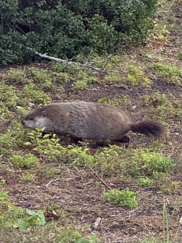 Groundhog