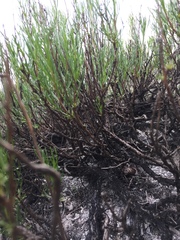 Artemisia salsoloides