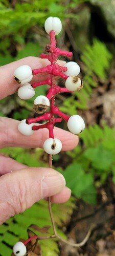 white baneberry