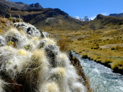 Austrocylindropuntia floccosa