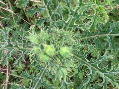 Argemone albiflora texana