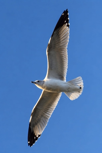 Ring-billed Gull