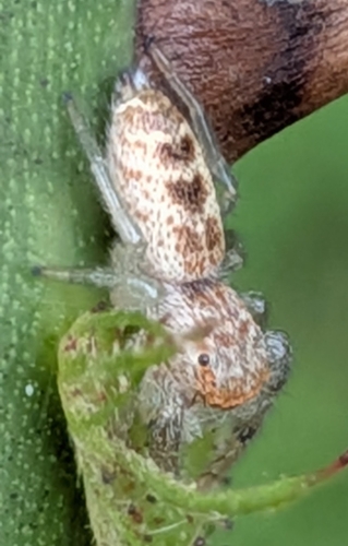 White-jawed Jumping Spider