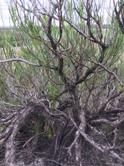 Artemisia salsoloides