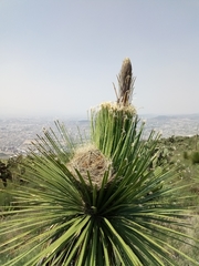 Dasylirion acrotrichum