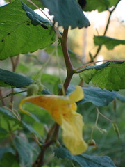Impatiens noli-tangere, photograph (c) Loopy30, some rights reserved (CC BY-SA)