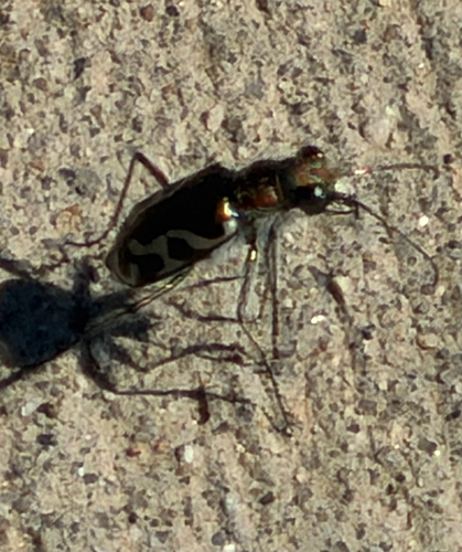 Oblique-lined Tiger Beetle