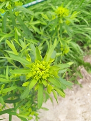 Euphorbia virgata