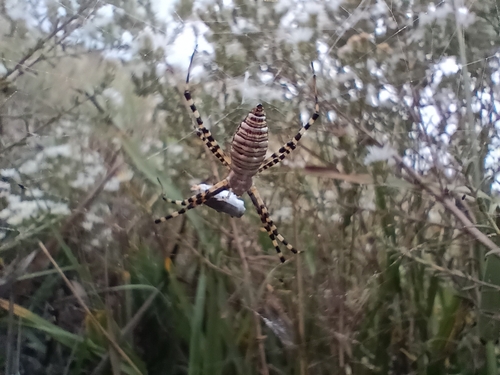 Banded Garden Spider