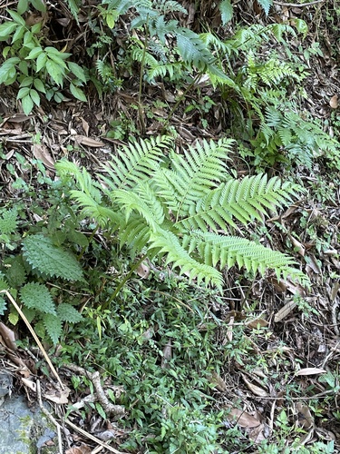 Pteris wallichiana observed 2026-09-24