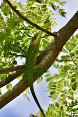 Anolis smallwoodi