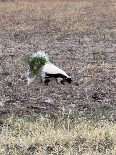 Striped Skunk