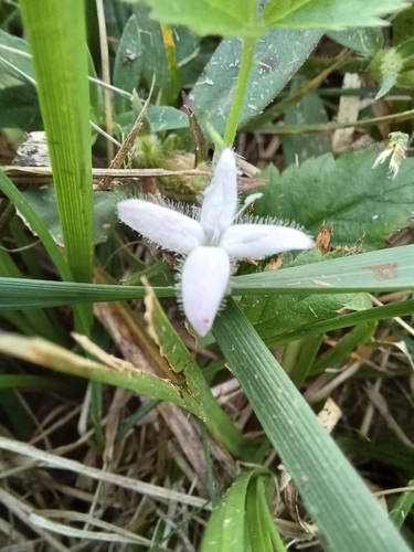 buttonweed