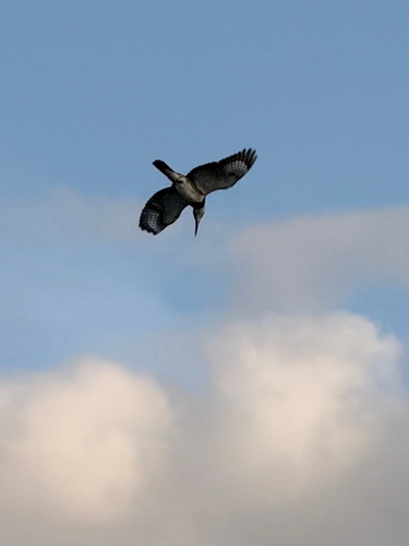 Belted Kingfisher