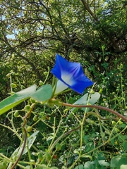 Ipomoea nil, photograph author not stated, no rights reserved