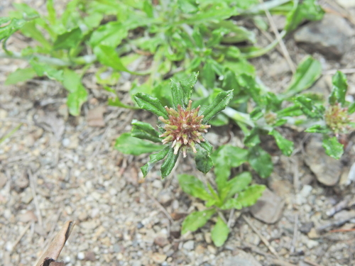 Euchiton sphaericus, photograph 5