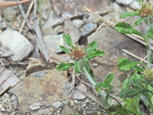 Euchiton sphaericus, photograph 6