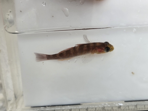 White-girdled Goby