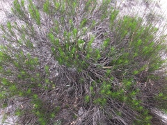 Artemisia salsoloides