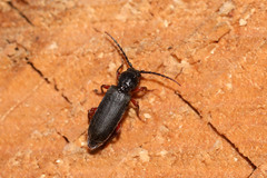 Tetropium castaneum